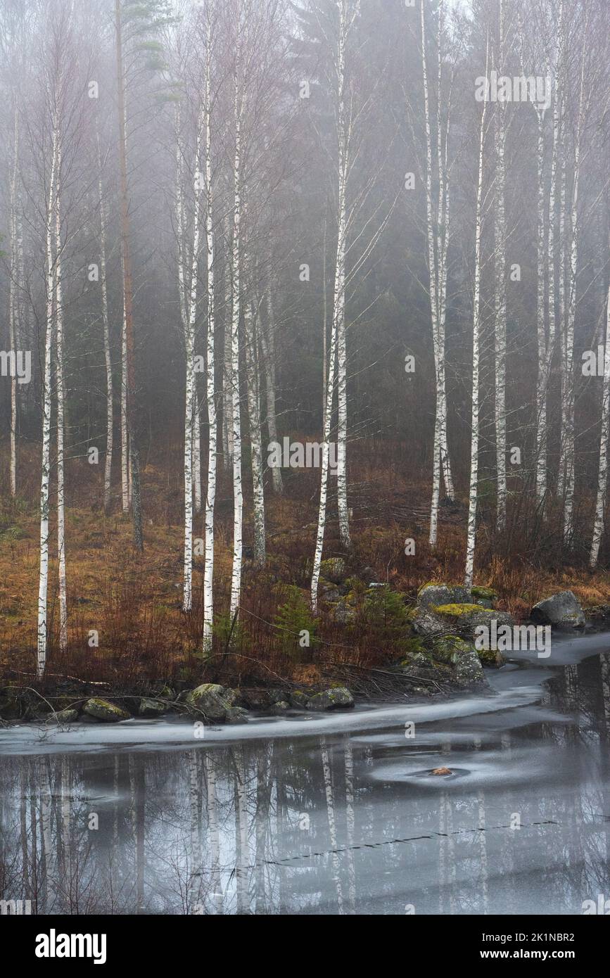 White birch tree trunks in autumn forest, stony lake shore beginning to freeze. Stock Photo