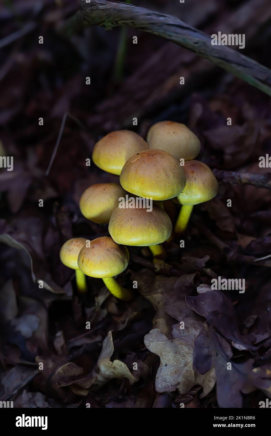 Group of Fungi at a Norfolk nature reserve North Norfolk, UK Stock Photo