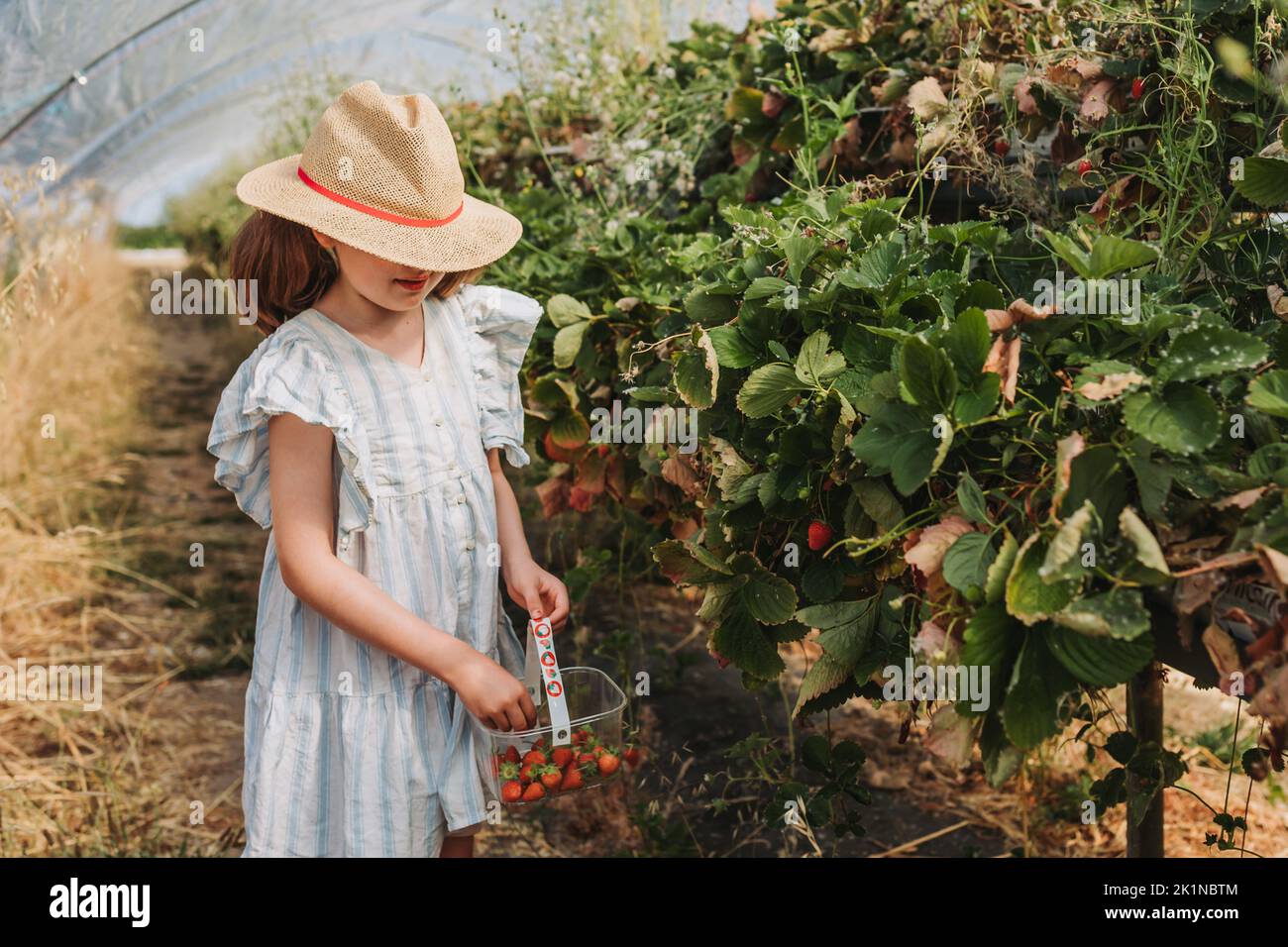 Children pick summer fruits Stock Photo Alamy