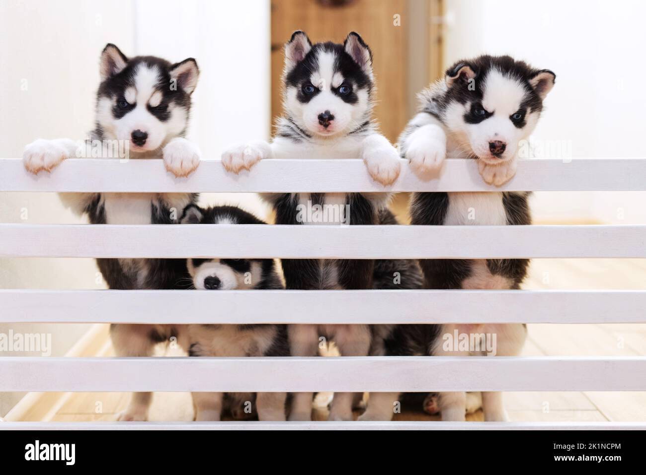 Cute husky puppy dogs playing together at home Stock Photo Alamy