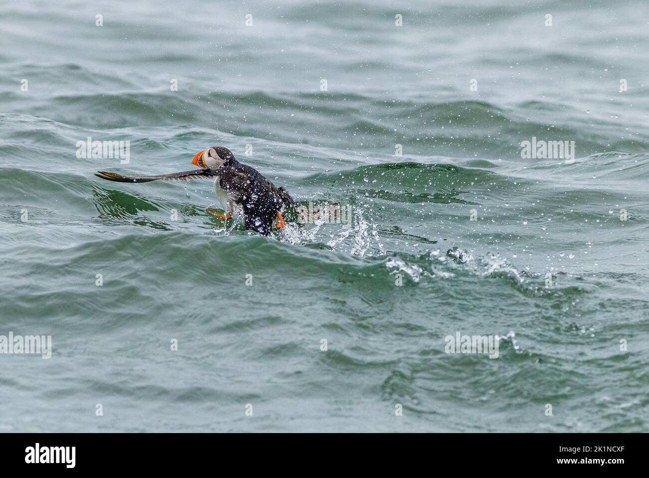 Puffin (Fratercula arctica) running on water Stock Photo