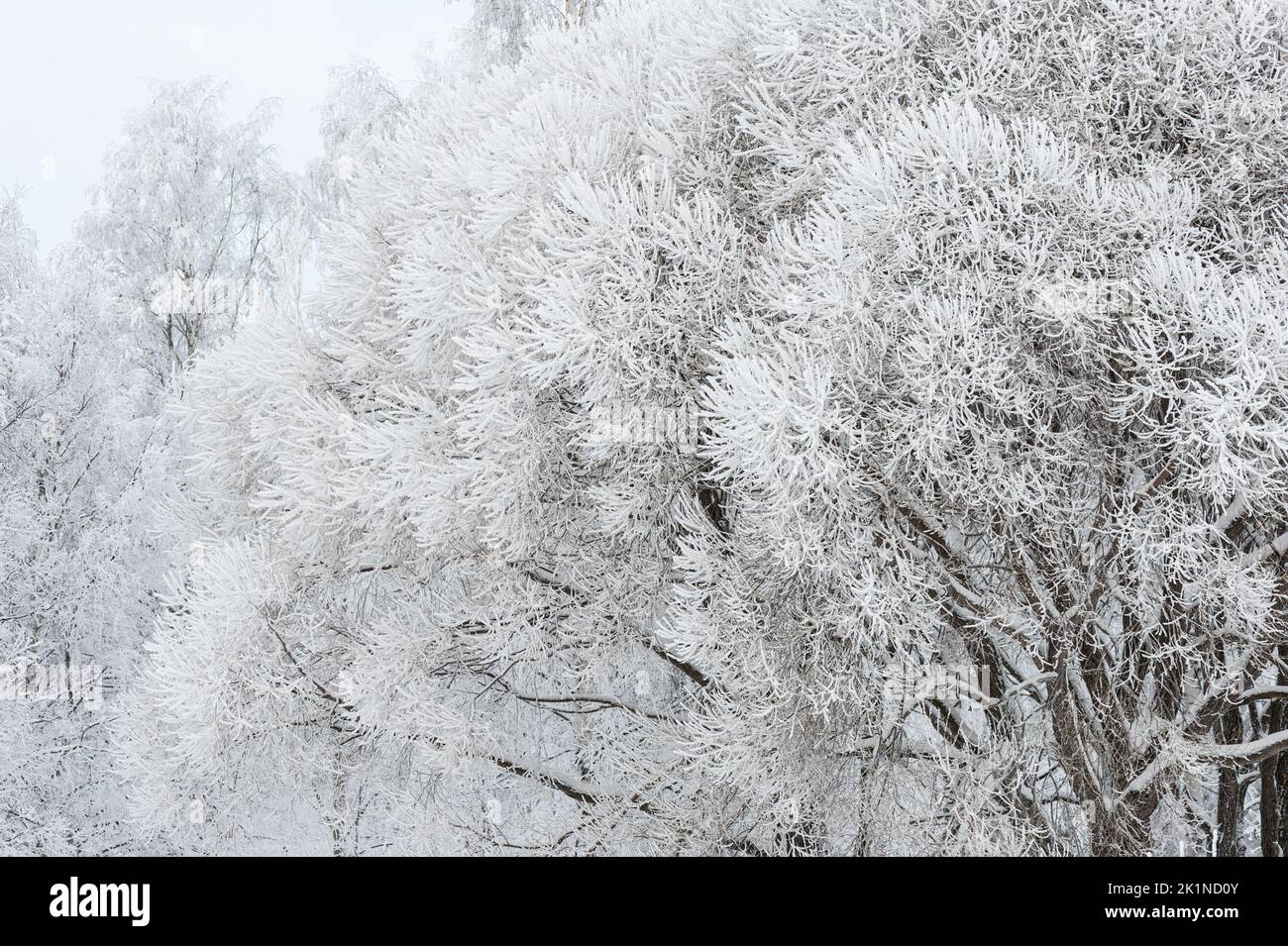 Winter scenery. Snow and frost covered crack willow (Salix fragilis) trees at park. Stock Photo