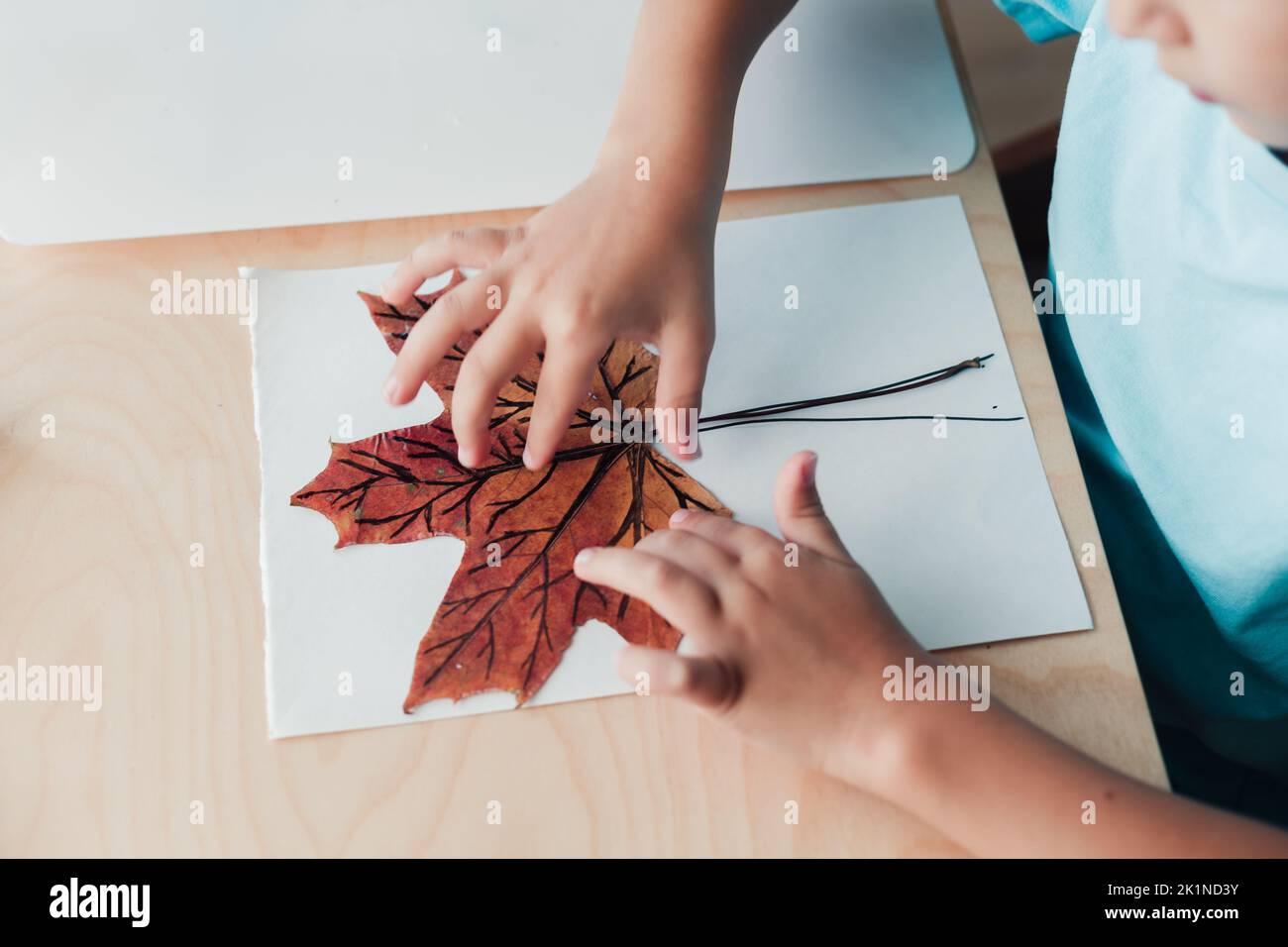 8 years old child siting by desk and doing herbarium on album sheet Stock Photo