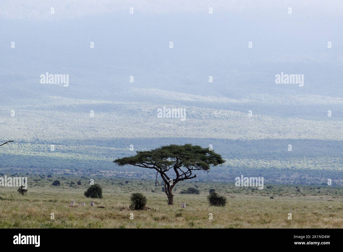 Acacia tree in african plains on a foothill of Mt. Kilimanjaro Stock Photo Alamy