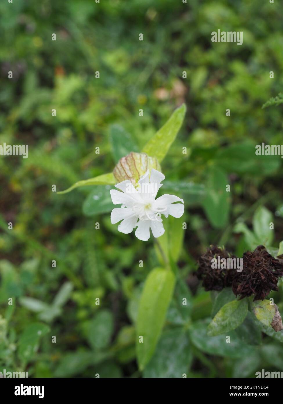 Silene vulgaris, the bladder campion or maiden tears, is a plant species of the genus Silene of the family Caryophyllaceae. A common wildflower in mea Stock Photo