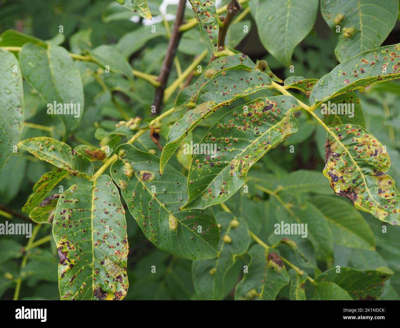 Diseased leaves of a walnut tree, walnut blister mites feeding on the juice of the leaves. These tiny, whitish, sausage-shaped mites cause raised gree Stock Photo