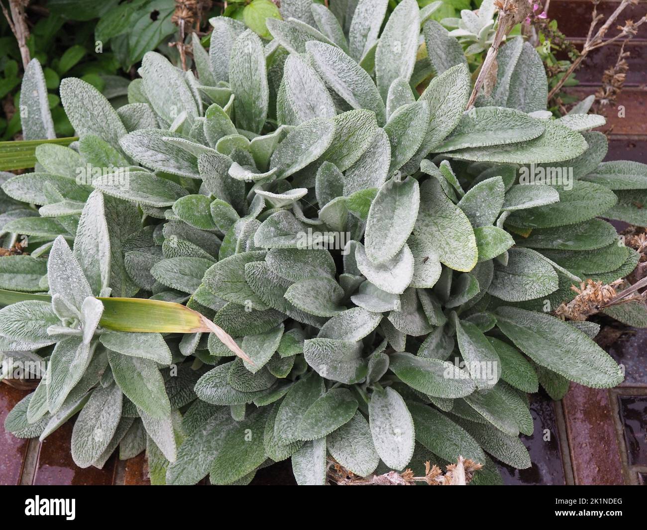 Silvery leaves of a the lamb's ear (Stachys byzantina, Stachys lanata or Stachys olympica) plant also called woolly hedgenettle Stock Photo