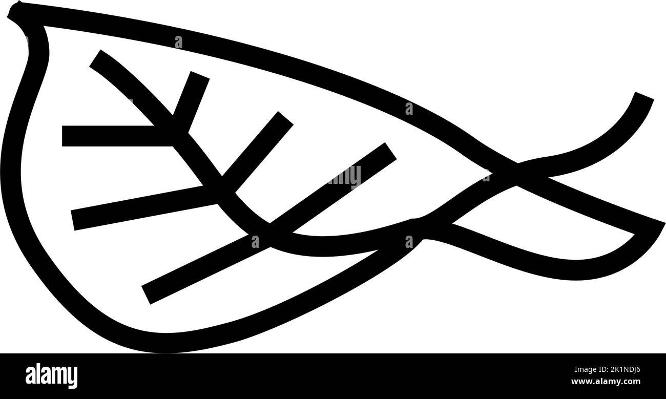 Chinese birch tree Stock Vector Images Alamy