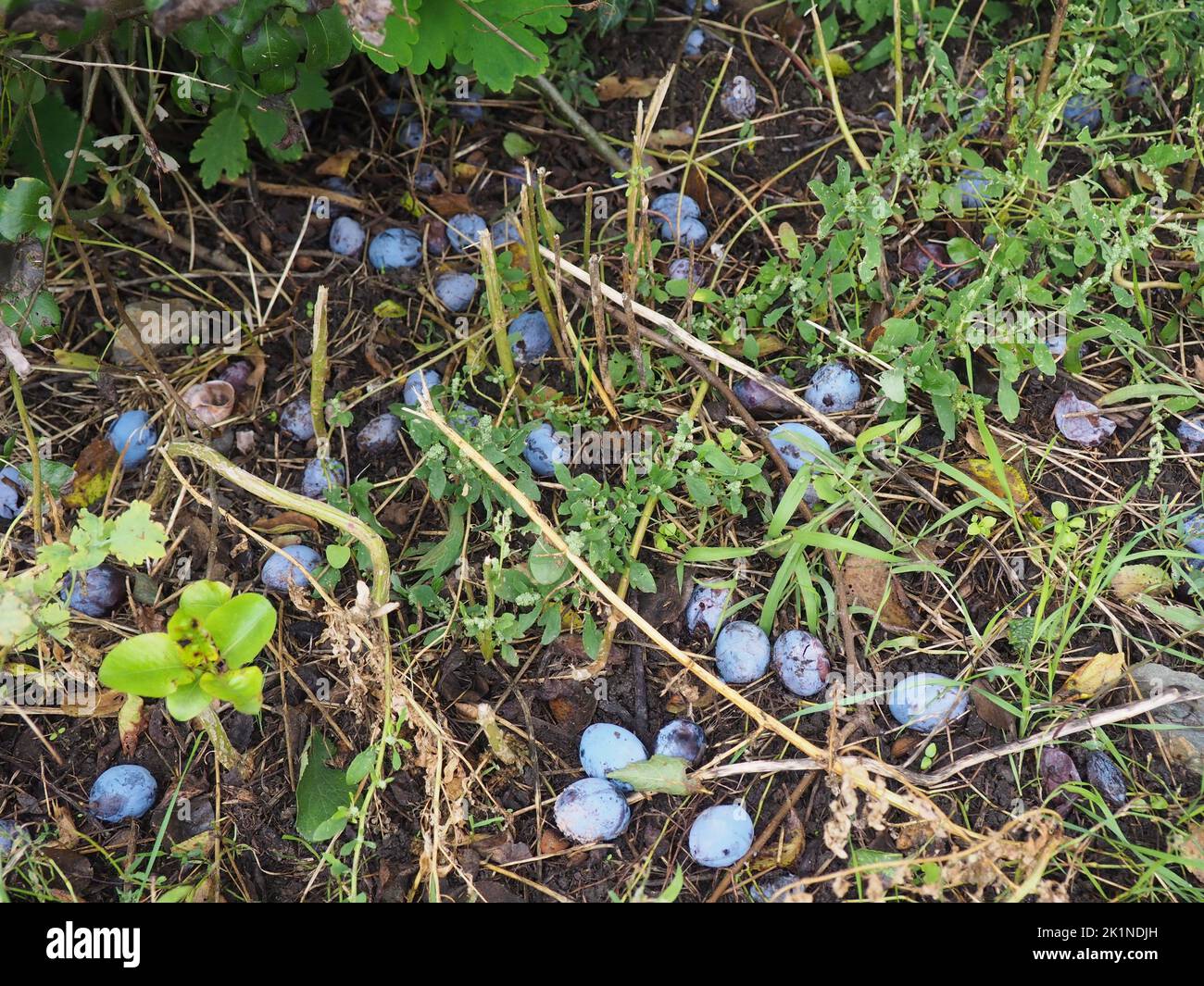 Plums fallen on the ground between the grass, plums to be collected and used in home made brandy Stock Photo