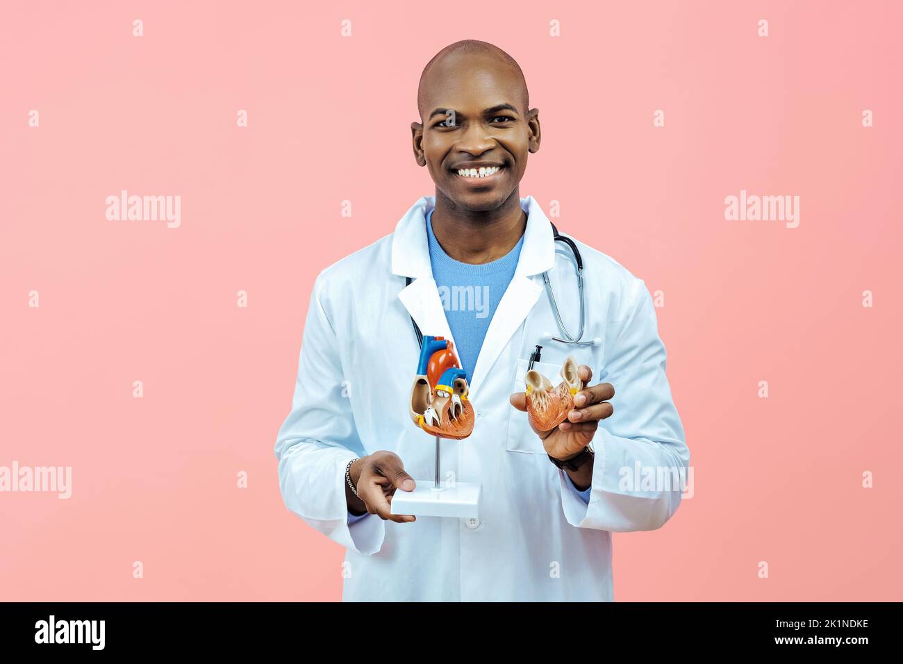Doctor smiling holding heart model wearing lab coat indoors studio Stock Photo