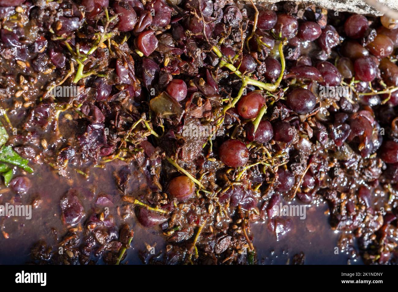 Close up of grapes that have been crushed by foot in a stone chamber at the Statos-Agios Fotios Rural Festival, paphos region, Cyprus. Stock Photo
