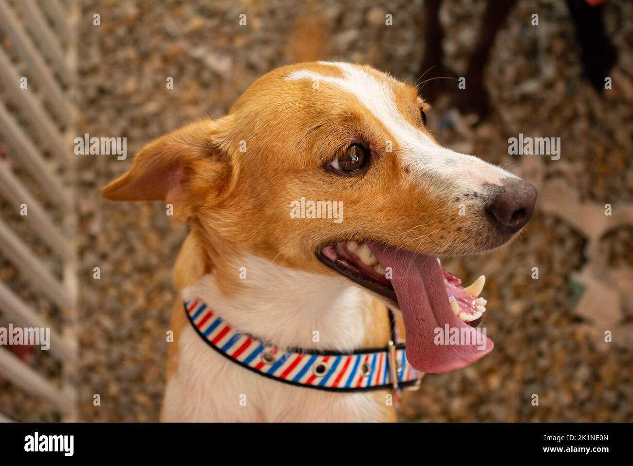 Goiânia, Goias, Brazil – September 17, 2022: A caramel-and-white dog trapped inside a pen at an adoption fair for animals rescued from the street. Stock Photo
