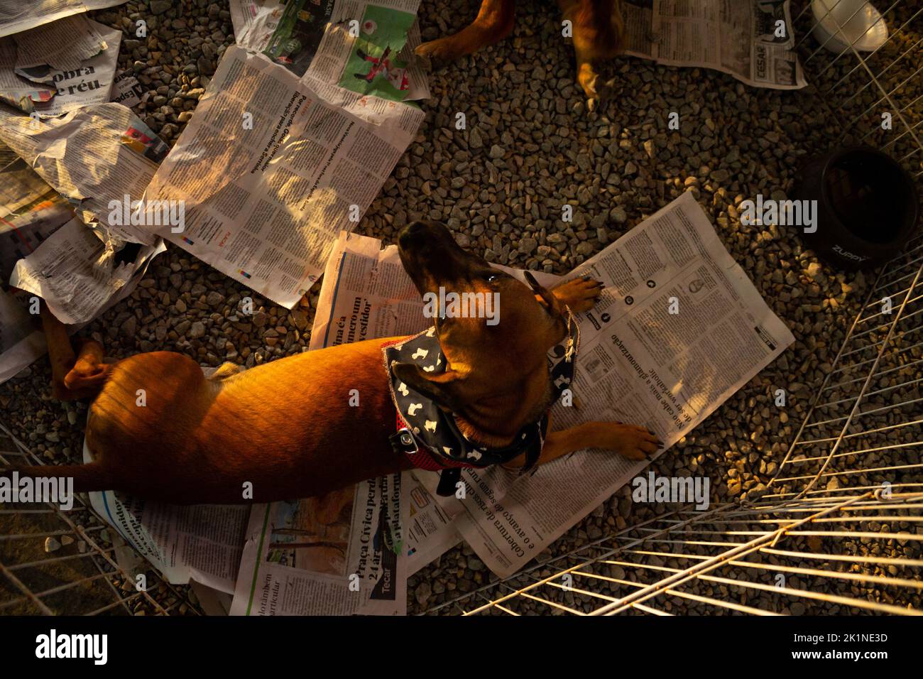 Goiânia, Goias, Brazil – September 17, 2022: A caramel dog, lying on sheets of newspaper, on display inside a pen at an animal adoption fair. Stock Photo