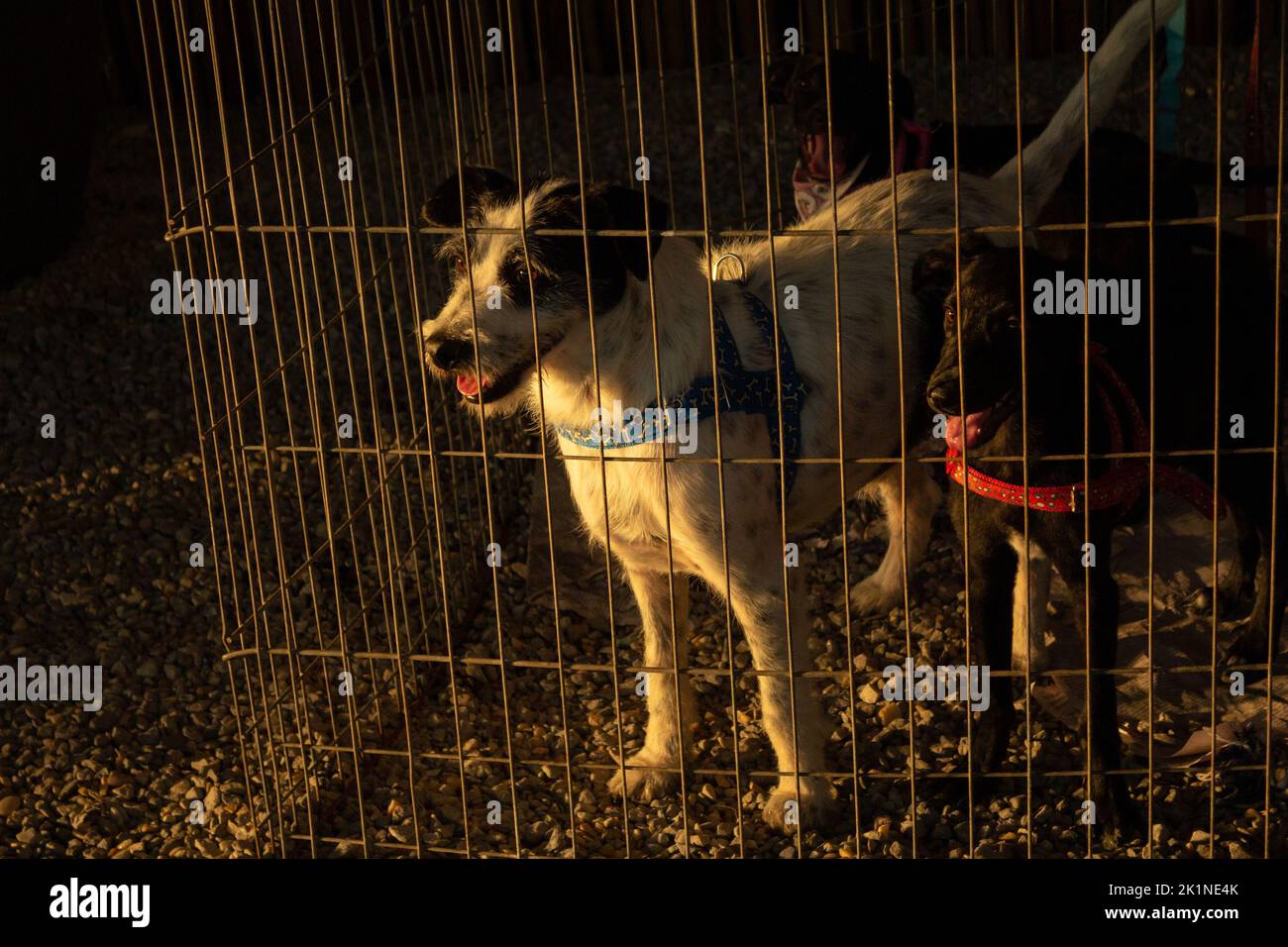 Goiânia, Goias, Brazil – September 17, 2022:  A furry black and white dog, on display inside a pen at an animal adoption fair in Goiania. Stock Photo