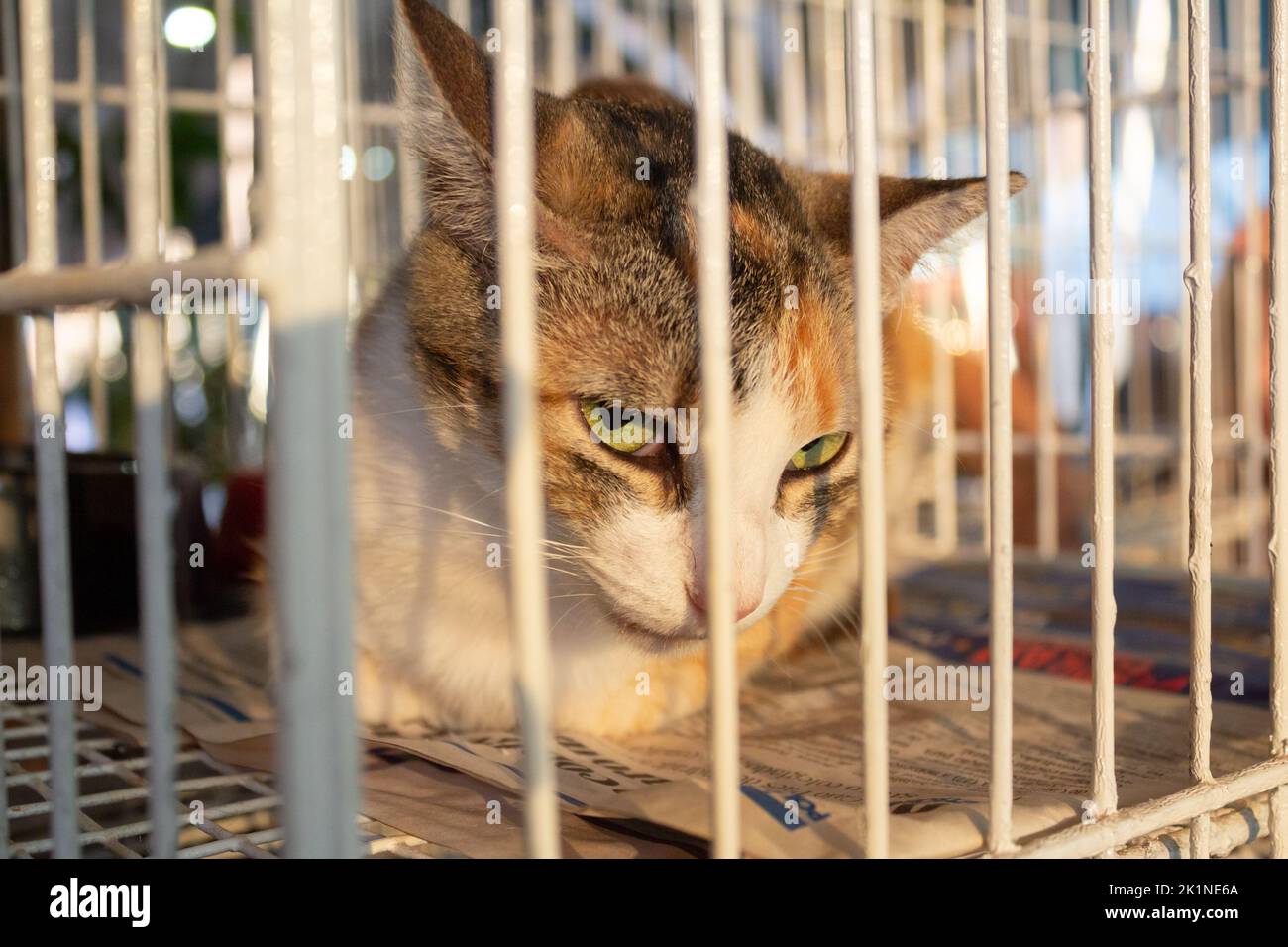 Goiânia, Goias, Brazil – September 17, 2022: A sad tricolor female cat on display inside a cage at an animal adoption fair in Goiania. Stock Photo