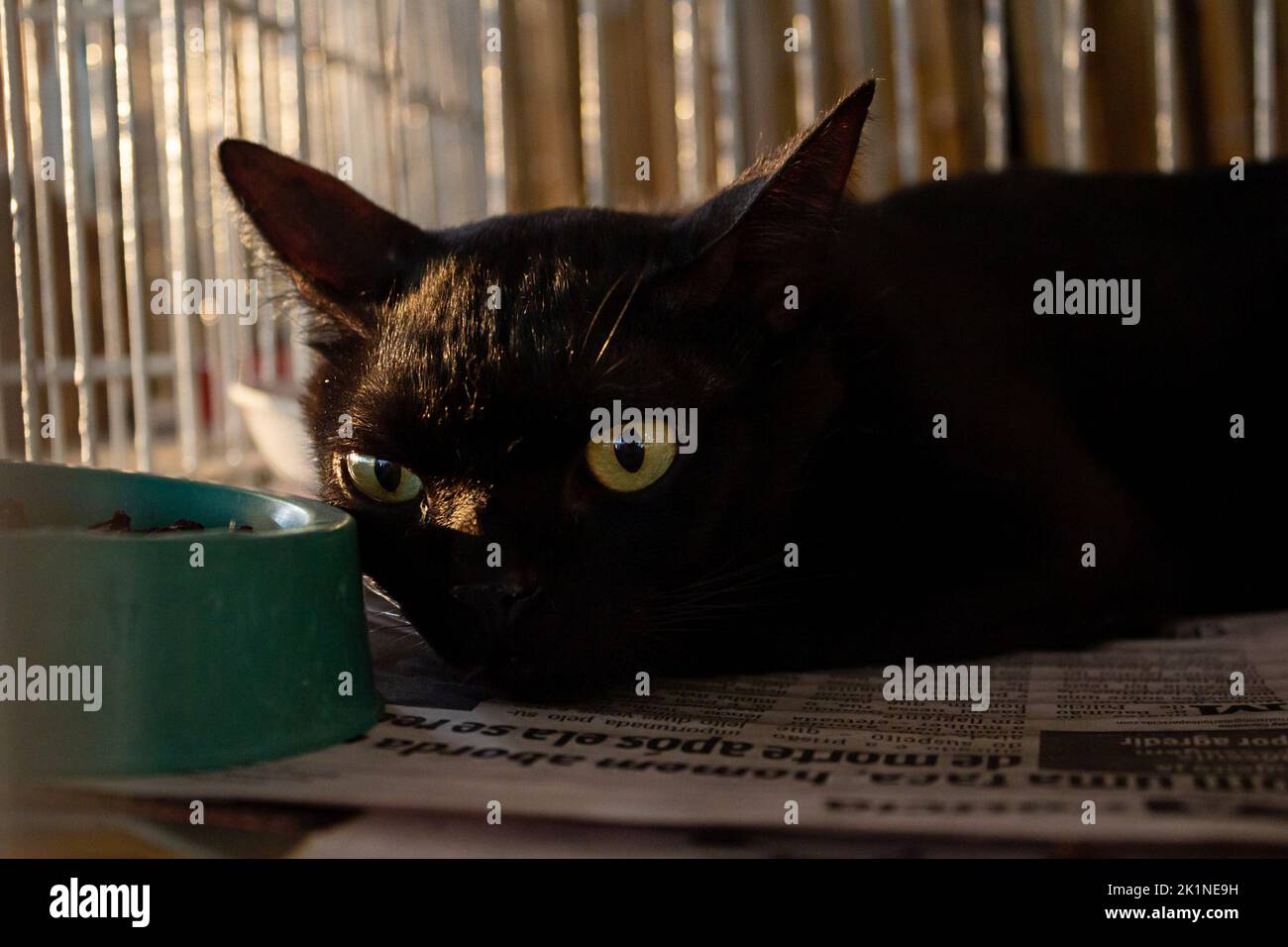 Goiânia, Goias, Brazil – September 17, 2022: A black cat on display inside a cage at an animal adoption fair in Goiania. Stock Photo