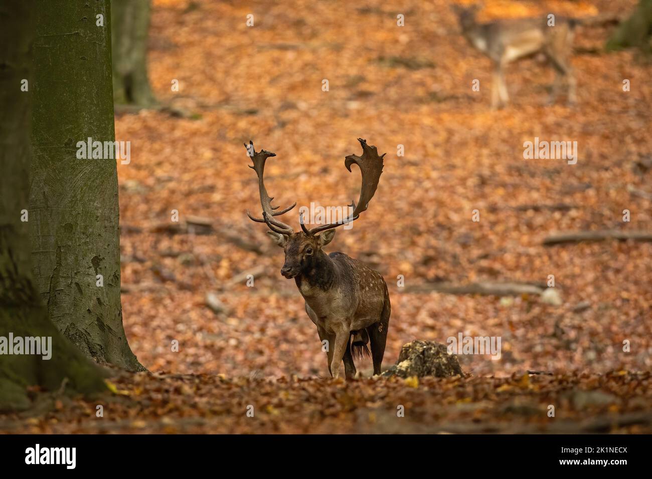Fallow deer approaching on foliage in forest in autumn Stock Photo