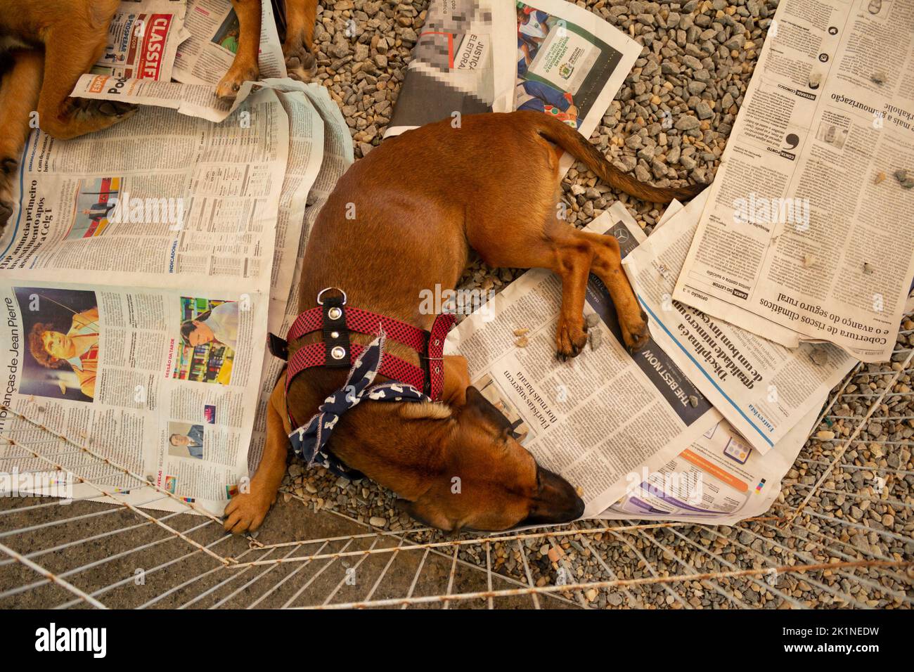 Goiânia, Goias, Brazil – September 17, 2022: A caramel dog, lying on sheets of newspaper, on display inside a pen at an animal adoption fair. Stock Photo