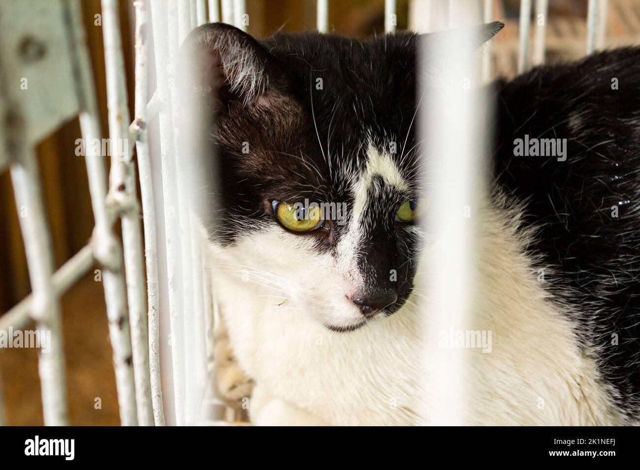 Goiânia, Goias, Brazil – September 17, 2022: A black and white cat on display at an adoption fair. Stock Photo