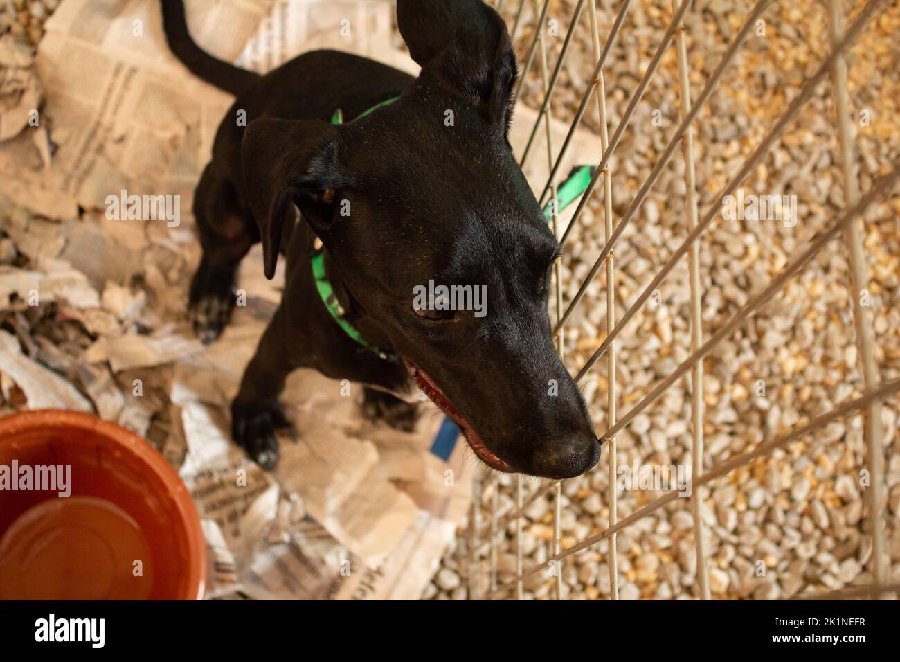 Goiânia, Goias, Brazil – September 17, 2022: A black dog on display inside a pen at an animal adoption fair in Goiania. Stock Photo