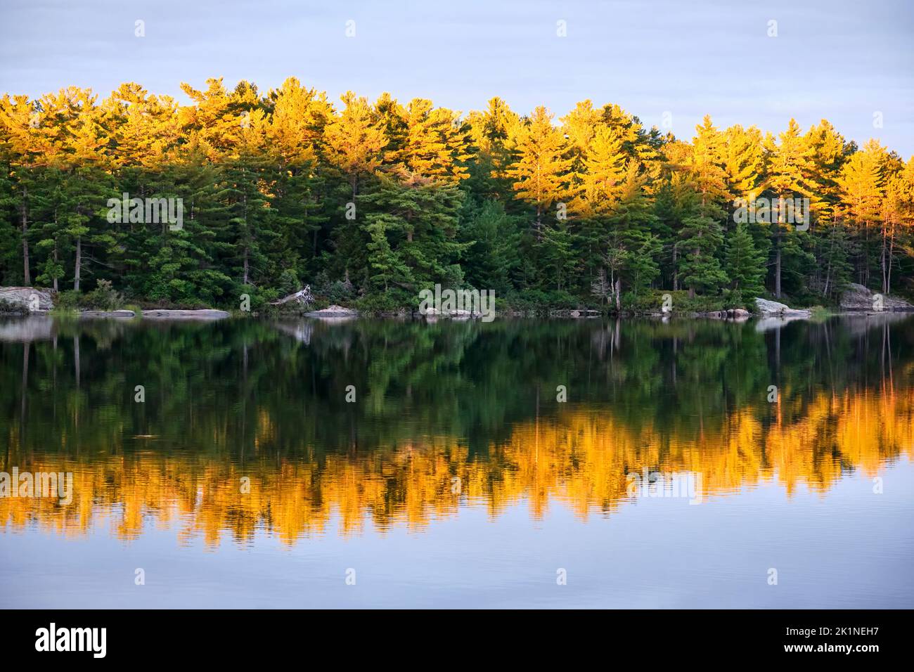 Tree Reflection Yellow The tops of the pine trees and their reflections on Crab Lake in the ...