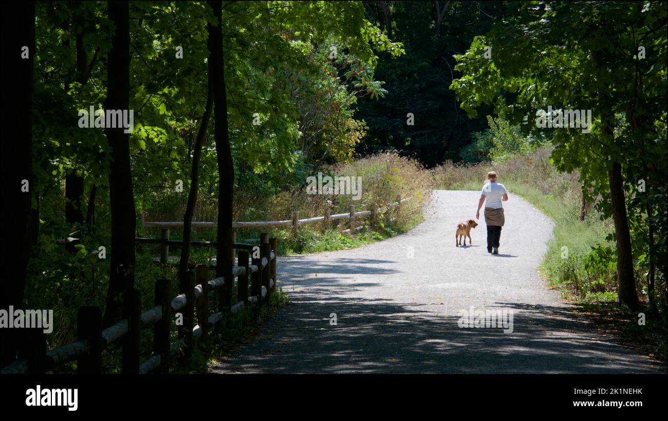 Mature healthy man walking the dog in a public park in the summer Stock Photo