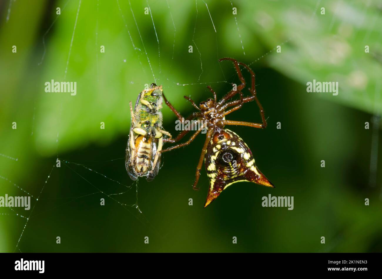 Arrowshaped Micrathena, Micrathena sagittata, with Sweat Bee, Family Halictidae, prey Stock Photo