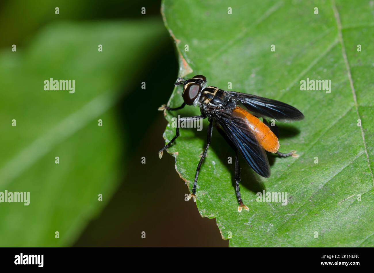 Feather-legged Fly, Trichopoda sp. Stock Photo