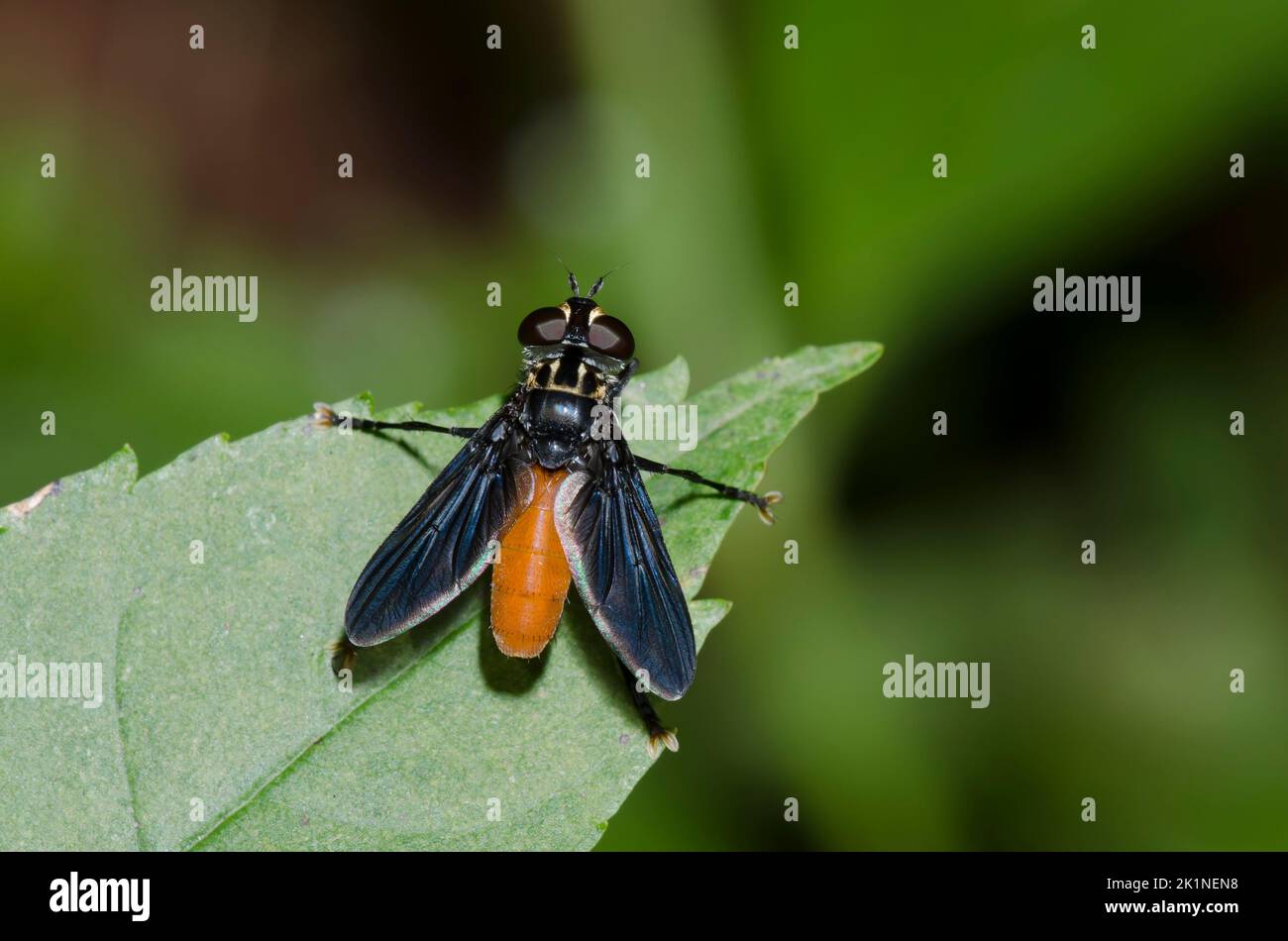 Feather-legged Fly, Trichopoda sp. Stock Photo