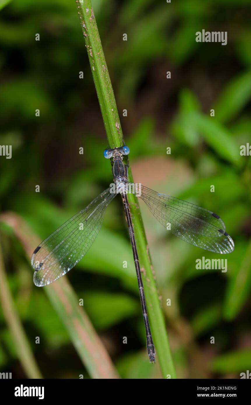 Spreadwing, Lestes sp. Stock Photo