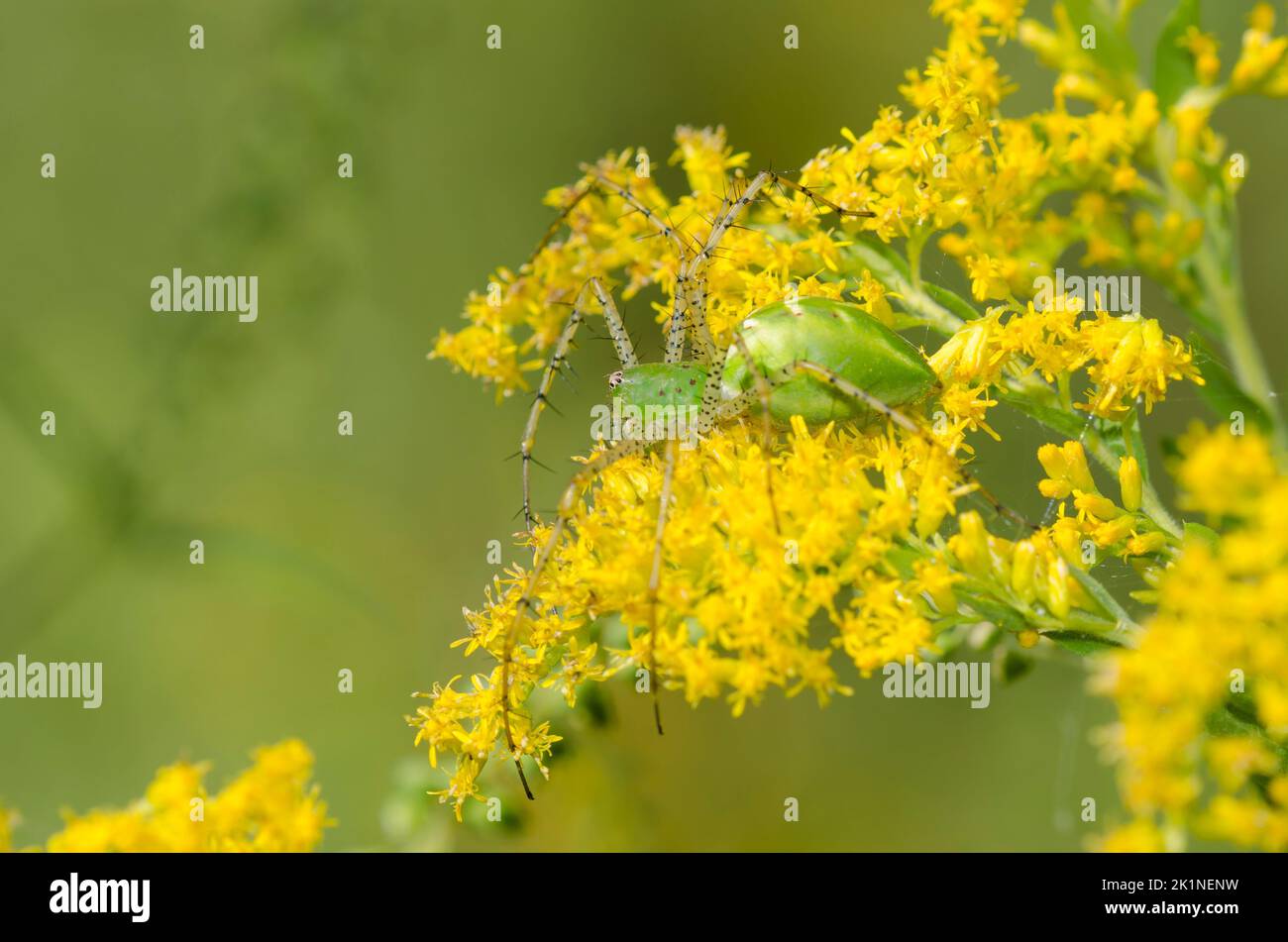 Green Lynx Spider, Peucetia viridans, female perched in Goldenrod, Solidago sp. Stock Photo