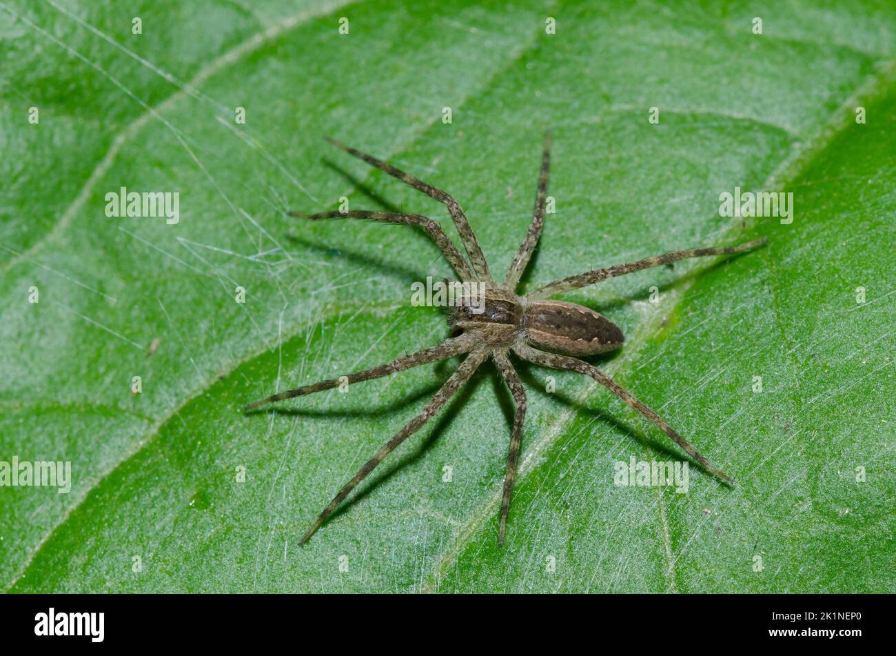 Nursery Web Spider, Pisaurina mira Stock Photo