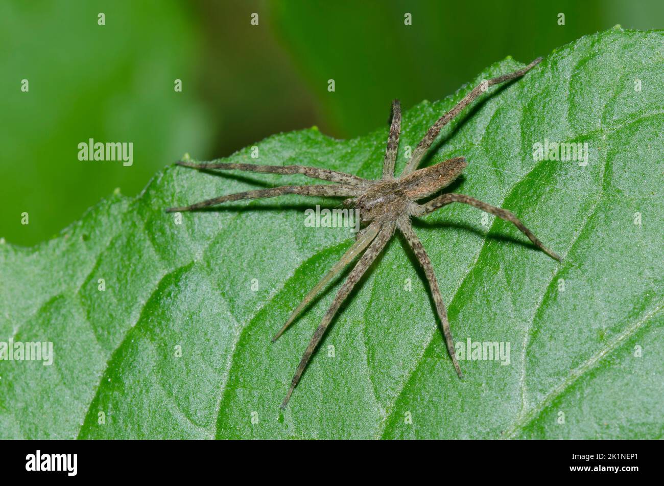 Nursery Web Spider, Pisaurina mira Stock Photo
