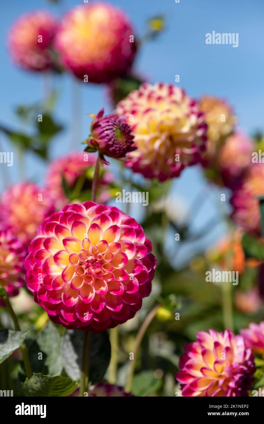 Stunning pink and yellow dahlia flowers by the name Hapet Daydream, photographed with a macro lens on a sunny day in early autumn at Wisley, near Woki Stock Photo