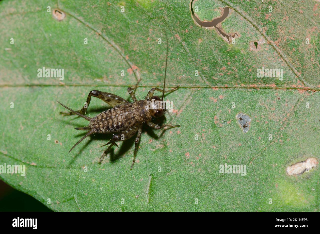 Cricket gryllidae family hires stock photography and images Alamy