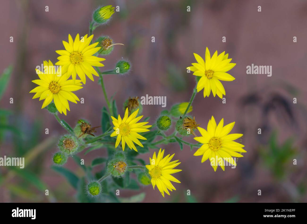 Soft Goldenaster, Bradburia pilosa Stock Photo