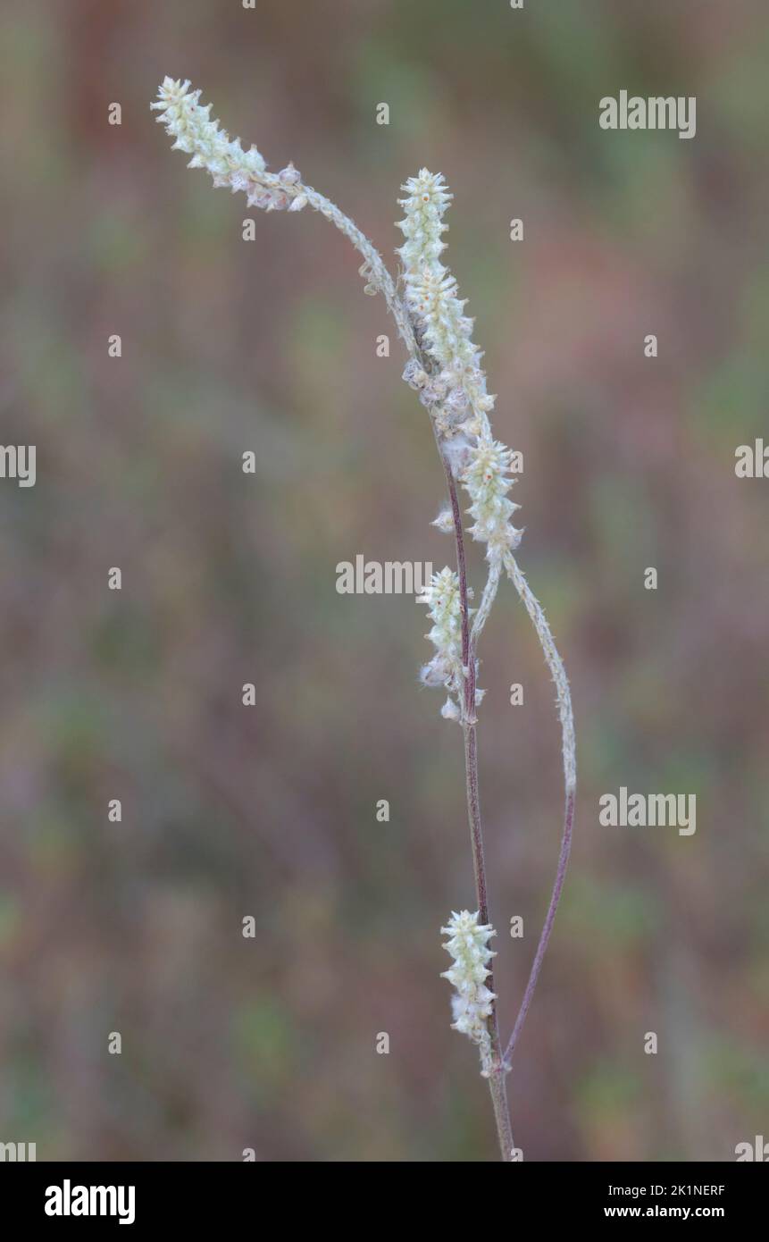 Snakecotton, Froelichia floridana Stock Photo