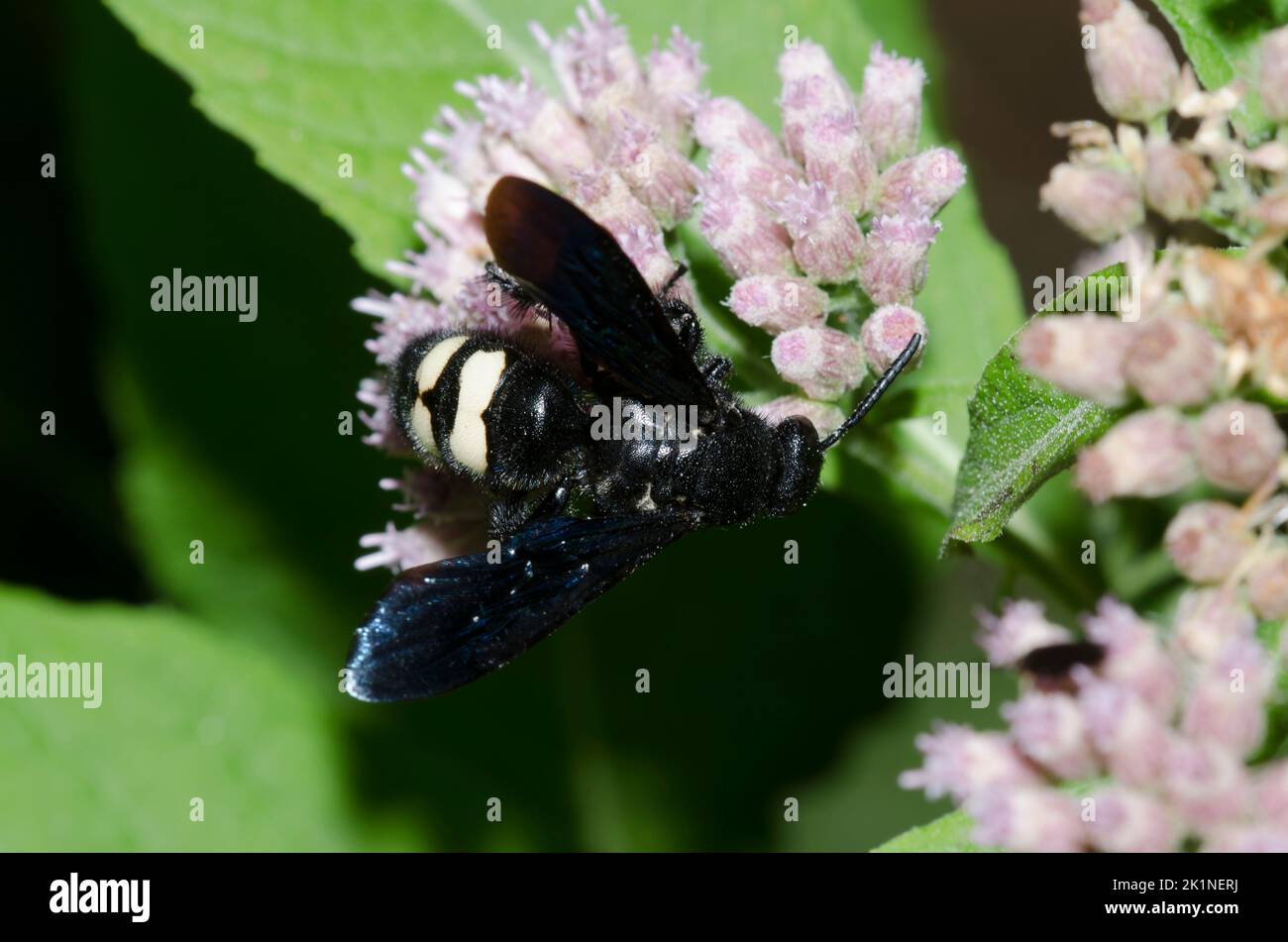 Double-banded Scoliid Wasp, Scolia bicincta, foraging on Saltmarsh Fleabane, Pluchea odorata Stock Photo