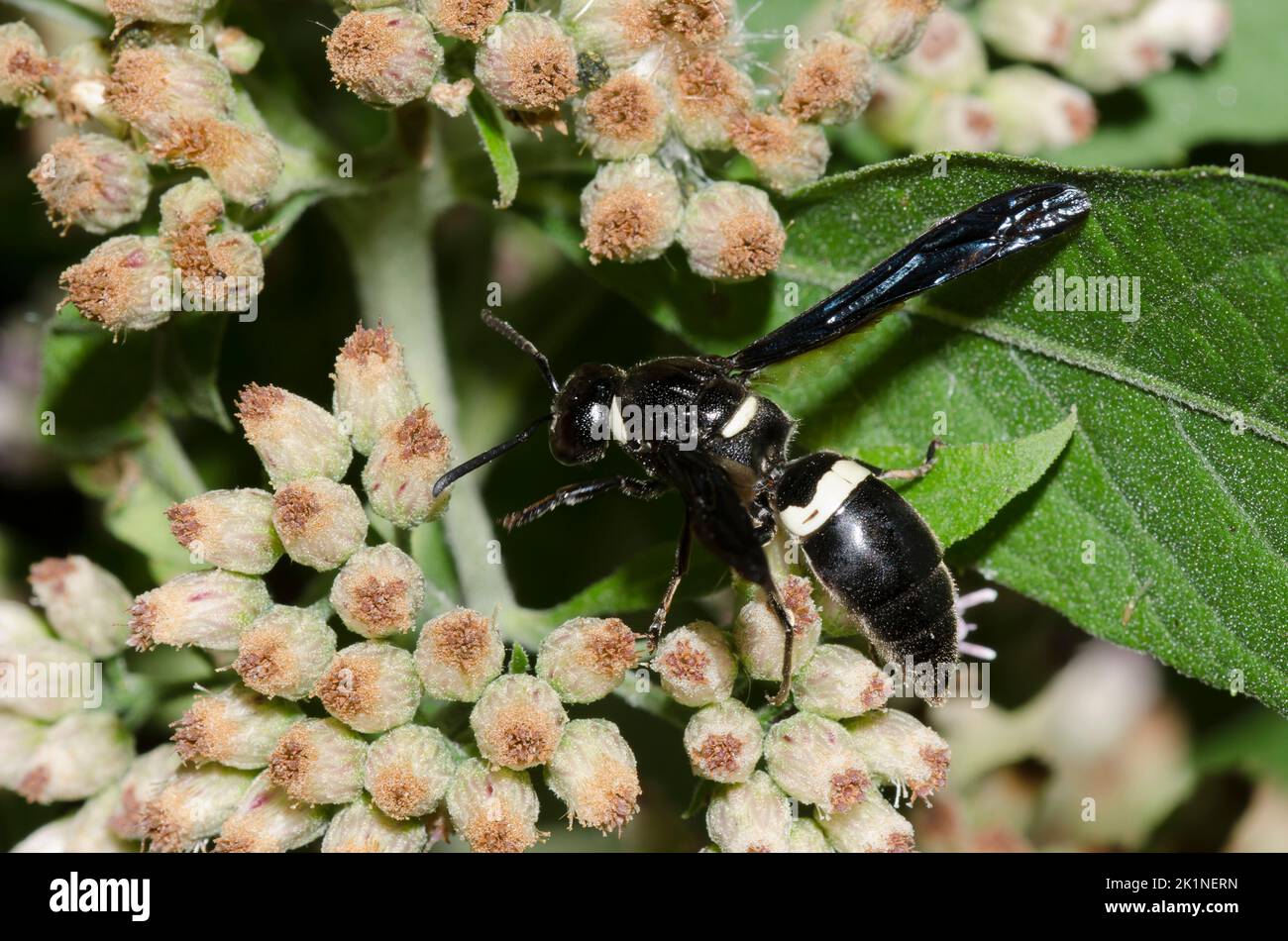 Four-toothed Mason Wasp, Monobia quadridens, foraging on Saltmarsh Fleabane, Pluchea odorata Stock Photo