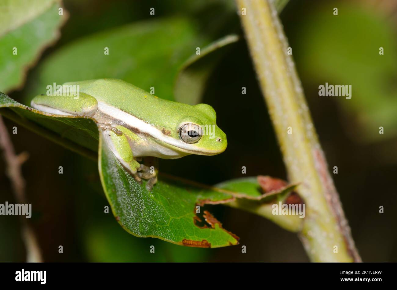 American Green Tree Frog, Hyla cinerea Stock Photo