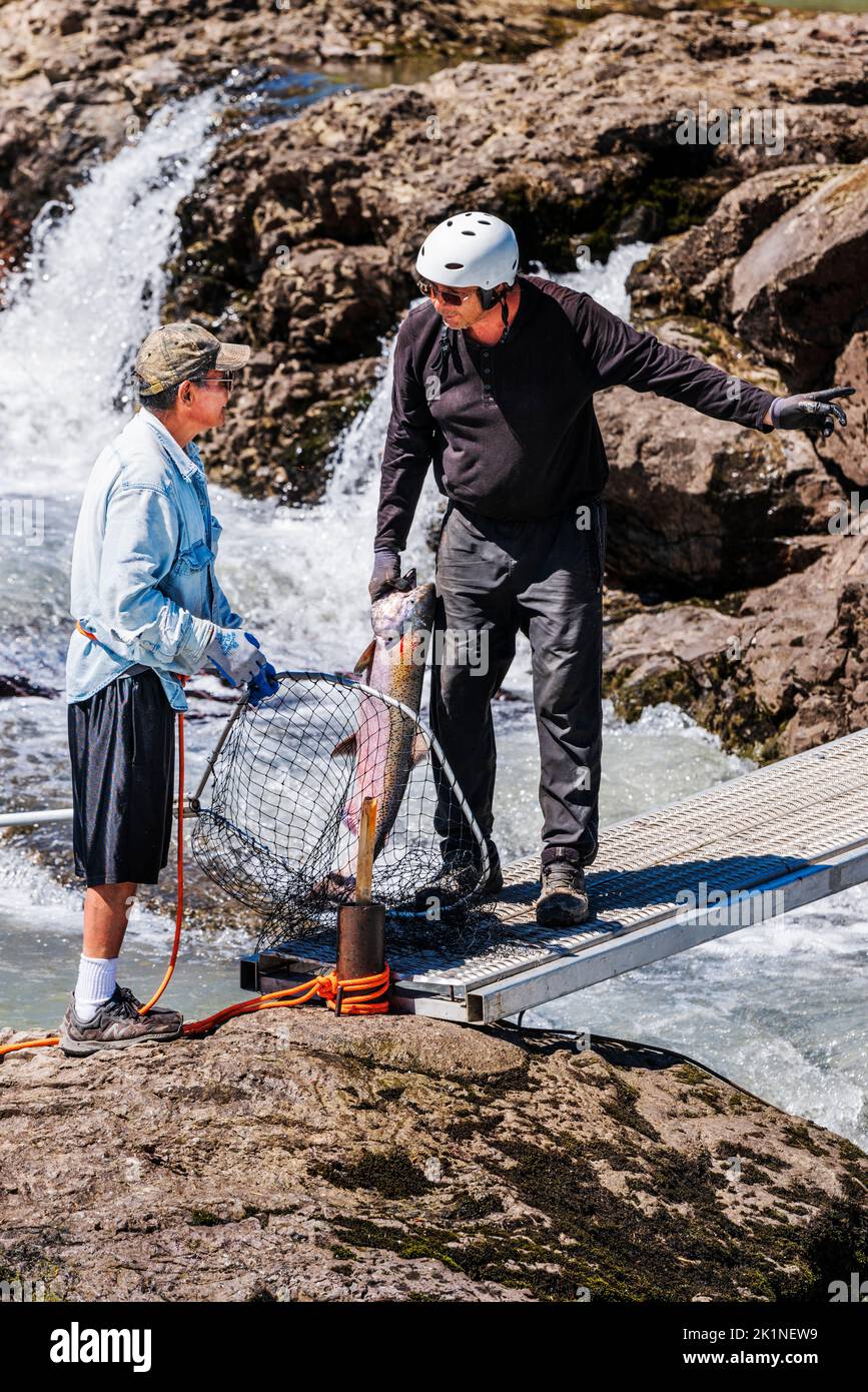 First Nations Fish Net First Nation; Wet’suwet’en; indigenous men dip net fishing for spawning ...