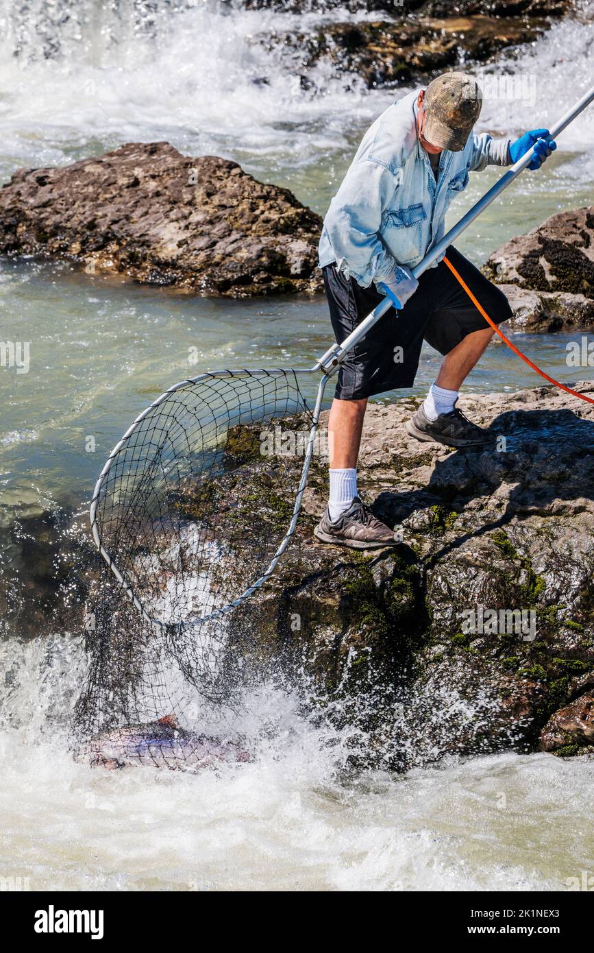 First Nation; Wet'suwet'en; indigenous men dip net fishing for spawning  Sockeye Salmon, Bulkley River; Witset (Moricetown); British Columbia;  Canada Stock Photo - Alamy