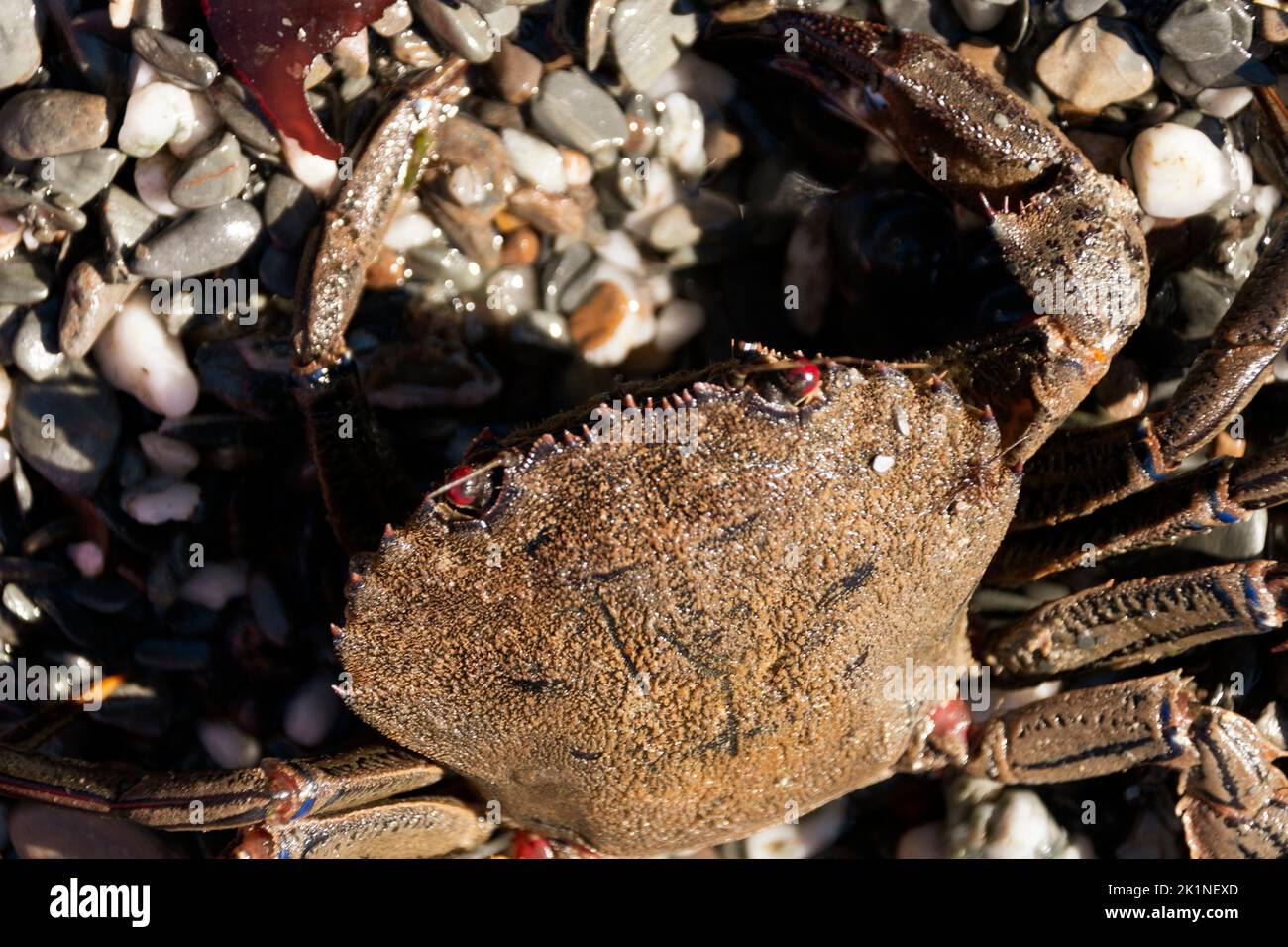 Crab and mountains hi-res stock photography and images - Alamy