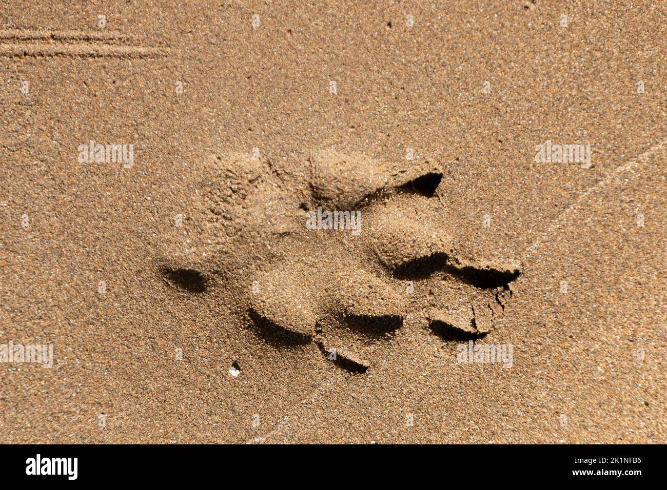 A close up view of a dog print in the beach sand Stock Photo