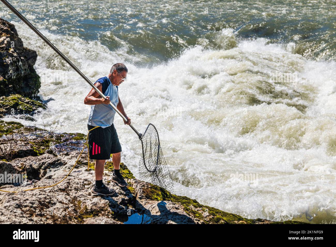 First Nation; Wet’suwet’en; indigenous men dip net fishing for spawning Sockeye Salmon, Bulkley River; Witset (Moricetown); British Columbia; Canada Stock Photo