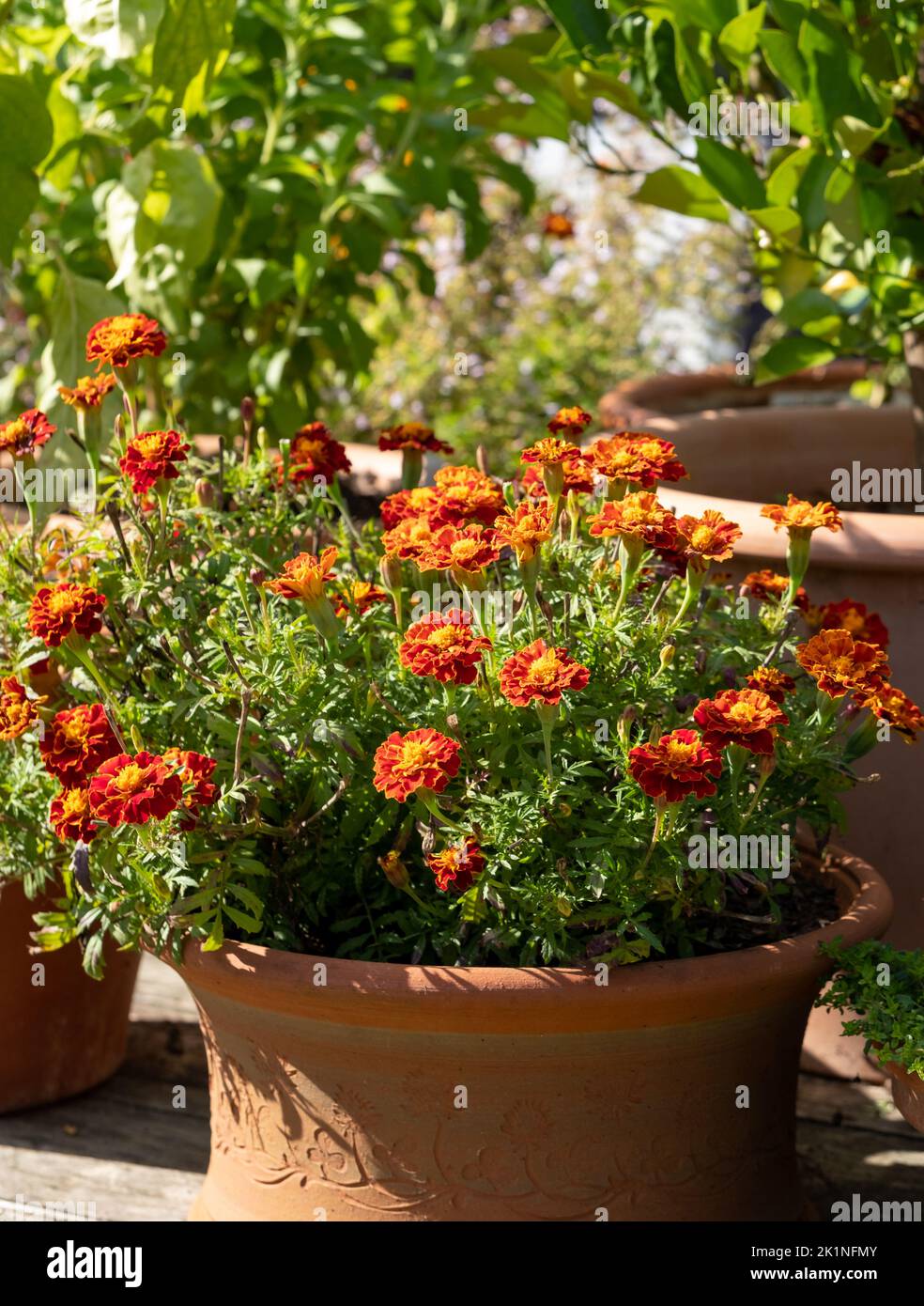 Brightly coloured yellow and orange marigold flowers growing in containers, photographed at RHS Wisley garden, Surrey, UK. Stock Photo