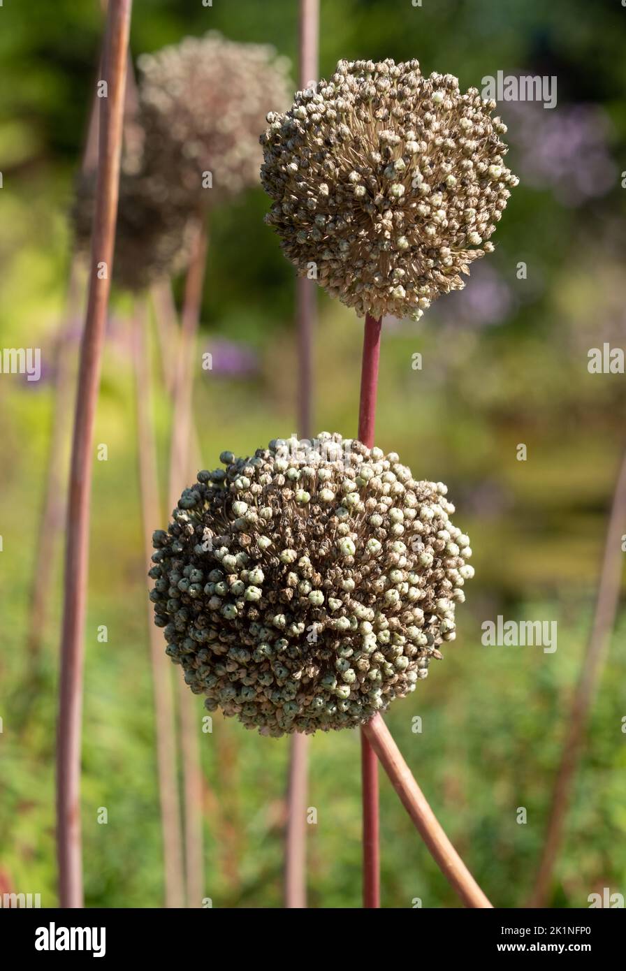 Allium Summer Drummer seed heads, photographed in autumn at RHS Wisley garden, Surrey, UK Stock Photo