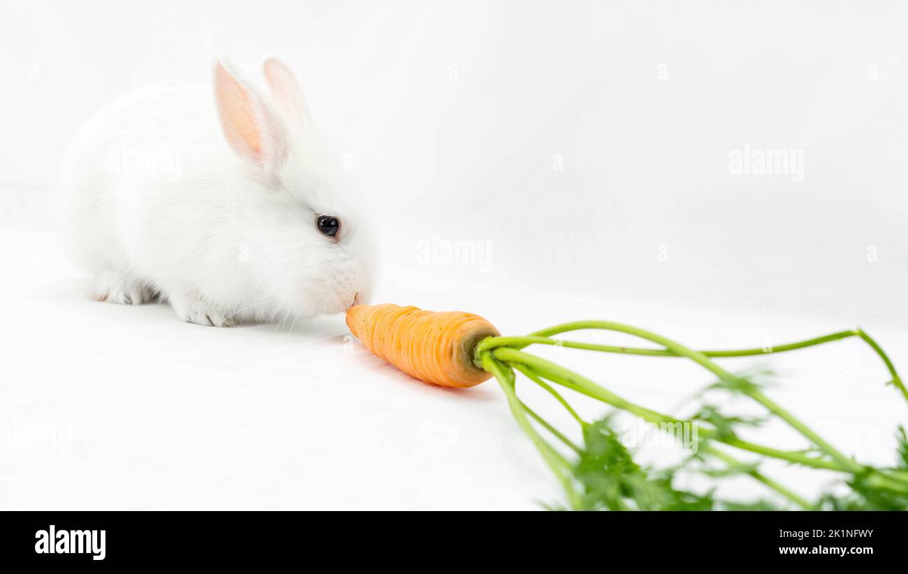 White domestic dwarf rabbit eats a carrot on a white background with
