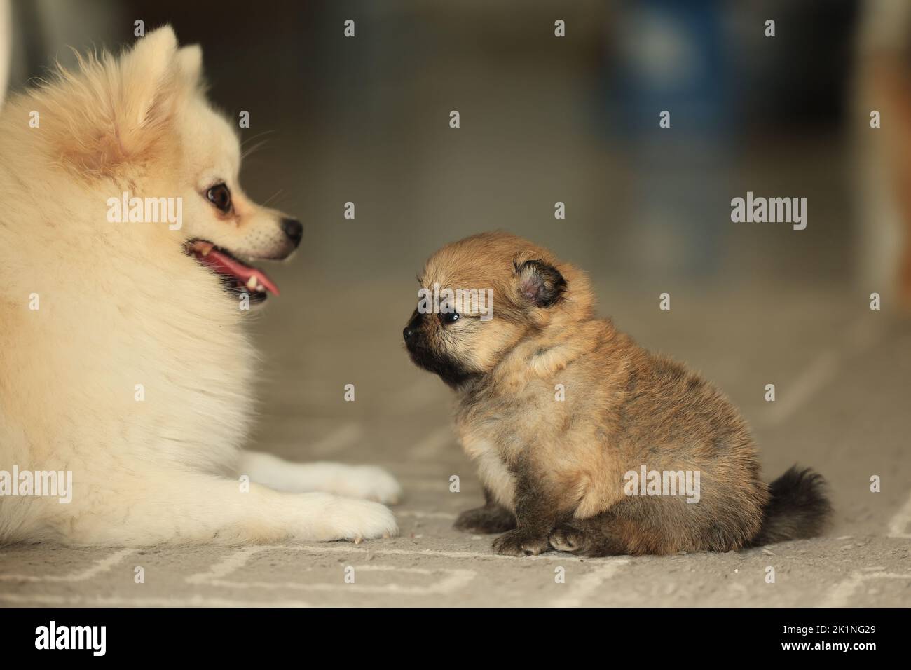 Family of dogs. pomeranian mom, dad and puppy Stock Photo