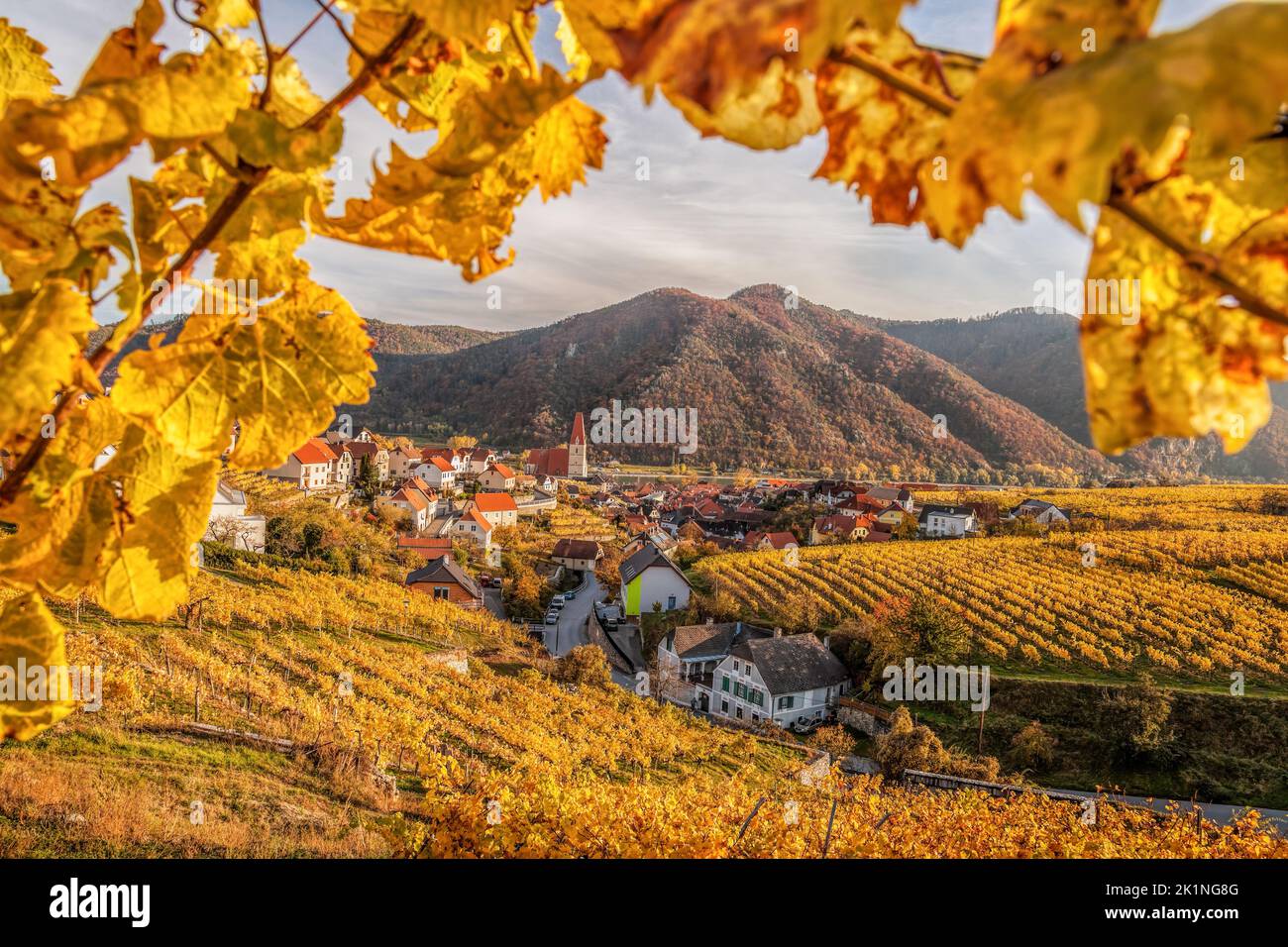 Church in Weissenkirchen village with autumn vineyards in Wachau valley, Austria, UNESCO Stock Photo